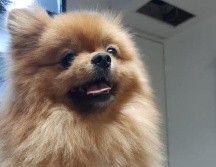 El canino fue asegurado por elementos de la Policía de Investigación de Robo a Casa Habitación. ESPECIAL/Fiscalía de Jalisco