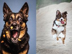 De acuerdo a FullTrust, alimento súper premium para perritos, existen algunos elementos muy útiles para alimentar a nuestra mascota que debemos tener en cuenta. CORTESÍA / FullTrust