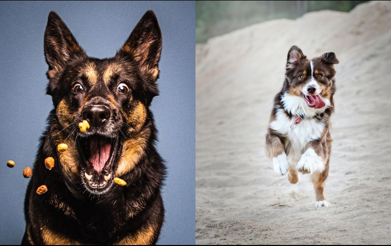 De acuerdo a FullTrust, alimento súper premium para perritos, existen algunos elementos muy útiles para alimentar a nuestra mascota que debemos tener en cuenta. CORTESÍA / FullTrust