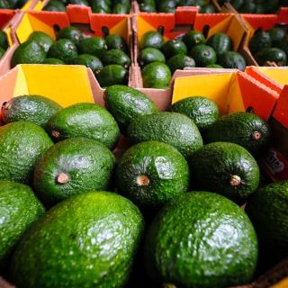 Economía de Jalisco: Sale primer envío de aguacate jalisciense rumbo a Estados Unidos