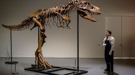 El esqueleto de gorgosaurio fue  puesto en venta por la empresa que lo encontró en 2018. AFP/Angela W.