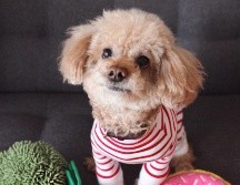 Parte de esta responsabilidad nos empuja a convertir nuestros hogares en un lugar donde ellos se sientan cómodos y puedan crecer. CORTESÍA / Full Life