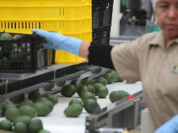 El sector aguacatero de Jalisco genera 12 mil empleos directos y 22 mil indirectos en 15 municipios. EL INFORMADOR/Archivo
