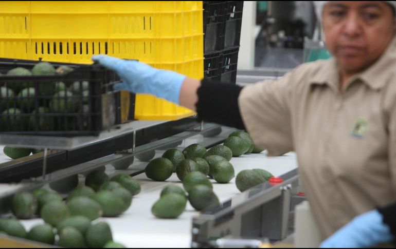 El sector aguacatero de Jalisco genera 12 mil empleos directos y 22 mil indirectos en 15 municipios. EL INFORMADOR/Archivo
