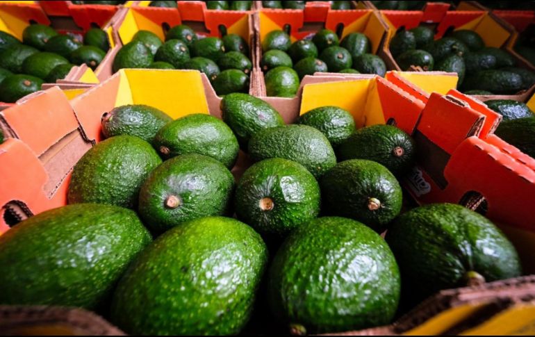 Durante la temporada de julio 2022 a marzo 2023, los productores jaliscienses esperan enviar alrededor de 100 mil toneladas al mercado estadounidense. ESPECIAL