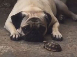 Hasta el momento el clip cuenta con más de 20 millones de reproducciones, dos millones de me gusta y ocho mil comentarios. ESPECIAL