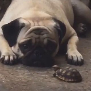 Viral: Perrito enamora las redes por tener una tortuga de mascota y protegerla (VIDEO)