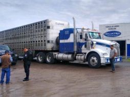 Al inspeccionar la documentación los oficiales se percataron que el ganado tenía marcado otro fierro que no correspondía al del documento mostrado, por lo que informaron a las autoridades ministeriales para continuar con las investigaciones. CORTESÍA