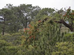 La labor para combatir esta planta hemiparásita es compleja debido a que su semilla pegajosa es esparcida por las aves en diversas zonas. ESPECIAL