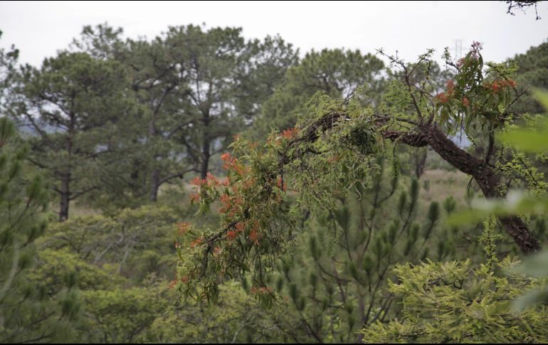 La labor para combatir esta planta hemiparásita es compleja debido a que su semilla pegajosa es esparcida por las aves en diversas zonas. ESPECIAL