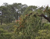 La labor para combatir esta planta hemiparásita es compleja debido a que su semilla pegajosa es esparcida por las aves en diversas zonas. ESPECIAL