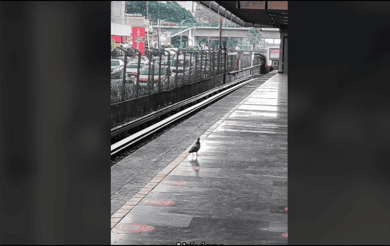 En los últimos segundos del clip se ve al Metro llegar y a la paloma despidiéndose, pues ya está a punto de 