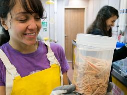 Guadalupe Bribiesca-Contreras es bióloga marina e investigadora del Museo de Historia Natural de Londres. GUADALUPE BRIBIESCA-CONTRERAS