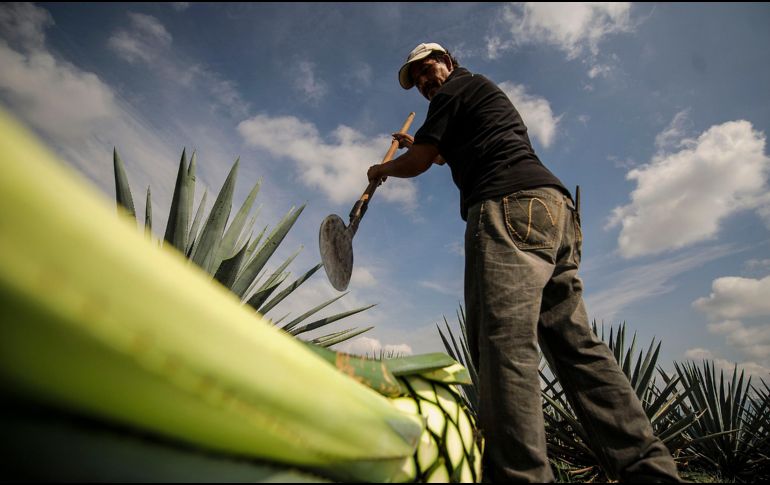 Actualmente 23 estados del país tienen alguna denominación; Jalisco está incluido en la lista. EL INFORMADOR / ARCHIVO