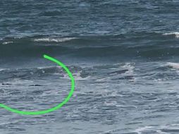 El avistamiento del reptil causó pánico entre los bañistas. ESPECIAL