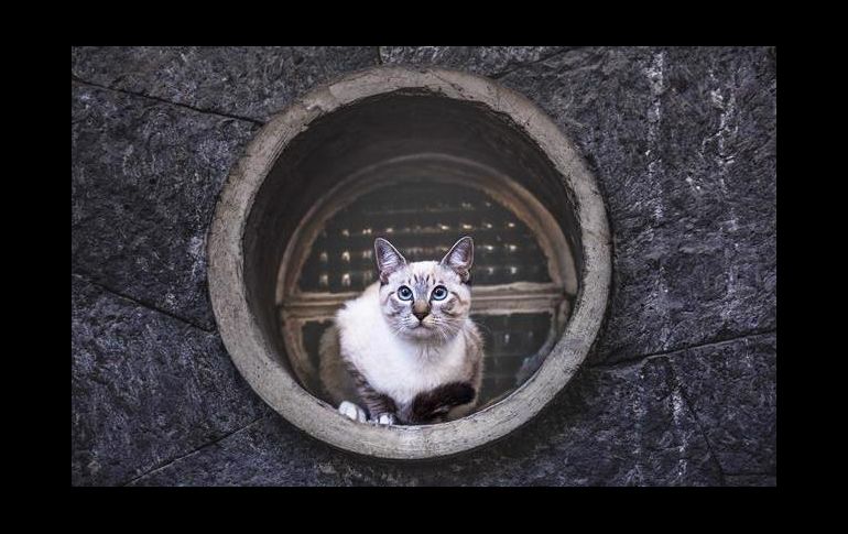 Son muchas las razas de gatos que existen en el mundo y las encontramos de pelo largo, pelo corto y unos sin pelo. CORTESÍA / AMMVEPE
