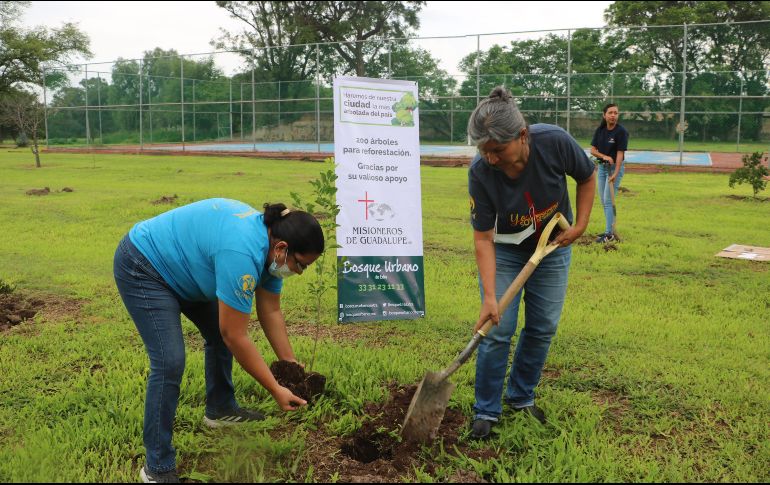 Los ejemplares fueron plantados a lo largo de cuatro hectáreas. EL INFORMADOR/A. Navarro