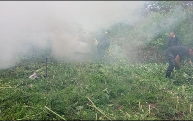 Tras el hallazgo, los uniformados procedieron a incinerar los plantíos, tomando evidencias del acto y muestras para presentarlas ante el agente ministerial. ESPECIAL / Secretaría de Seguridad Jalisco