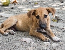 Este sábado se dio a conocer el primer caso de la viruela del mono en un perro en Francia. PIXABAY