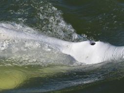 Los observadores científicos dicen que la ballena parece estar desnutrida. GETTY IMAGES