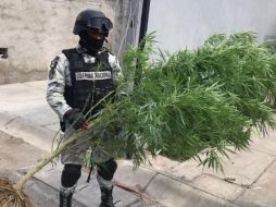 Las tres plantas fueron extraídas de raíz y posteriormente decomisadas. Por estos hechos no se reportaron personas detenidas. ESPECIAL /
