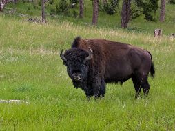 El hombre tenía un rebaño de poco más de 20 bisontes. ESPECIAL/UNSPLASH