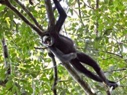El término de viruela del mono fue usado tras la detección del virus en 1958 en monos de un laboratorio en Dinamarca, pero el virus también fue encontrado en otros animales. AP / ARCHIVO
