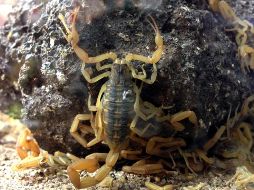 Denuncian que, al llegar a la localidad de Los Cajones, la bebé no pudo ser revisada por los doctores porque ese día “no había personal”. NTX/ARCHIVO