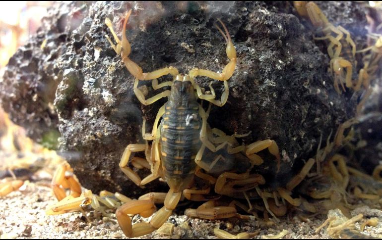 Denuncian que, al llegar a la localidad de Los Cajones, la bebé no pudo ser revisada por los doctores porque ese día “no había personal”. NTX/ARCHIVO