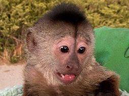 El culpable. Route, el curioso mono capuchino que movilizó a las fuerzas de seguridad de California. AFP/San Luis Obispo County Sheriff's Office