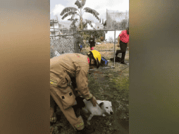 De acuerdo a su reporte, el perro se encontraba en buenas condiciones de salud y solo fue cubierto con mantas para que recuperara el calor corporal. TWITTER / @UMPCyBZ
