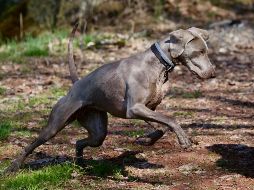 Determinaron que la mujer había muerto por múltiples mordeduras de perro. ESPECIAL/Foto de Nathalie SPEHNER en Unsplash
