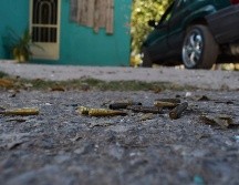 La noche de ayer miércoles, habitantes de Encarnación de Díaz reportaron detonaciones de arma de fuego en la colonia Lomas de la Estación. AP / ARCHIVO