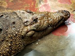 La víctima se habría metido a nadar a la Laguna del Carpintero a pesar de que está prohibido por la presencia de cocodrilos en la zona. EL INFORMADOR/ARCHIVO