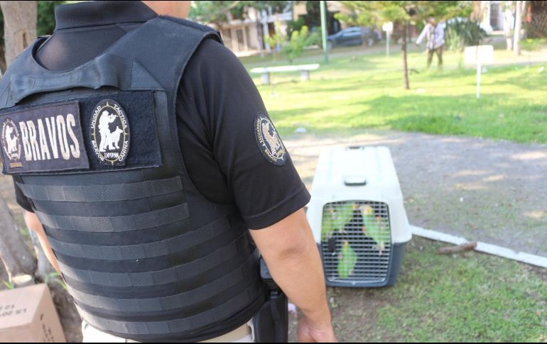 El decomiso de las armas y loros se dio en Jardines del Valle, en Zapopan. ESPECIAL