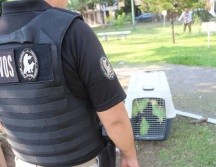 El decomiso de las armas y loros se dio en Jardines del Valle, en Zapopan. ESPECIAL