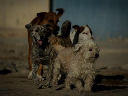 Un video de la agresión fue ampliamente difundido en redes. EL INFORMADOR/ARCHIVO