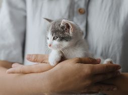 ¿Quieres adoptar un gato? Esto es todo lo que debes tomar en cuenta antes de hacerlo. ISTOCK/Bogdan Kurylo