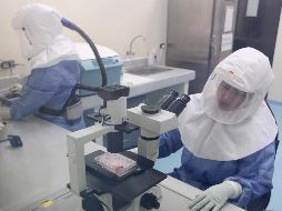 El 60% de los casos del mes pasado se produjeron en el continente americano, dijo la OMS, y el 38% en Europa. EFE / ARCHIVO