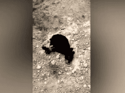 De acuerdo con imágenes difundidas en redes sociales, varios habitantes del municipio de Castaños amarraron, apalearon, jalaron y asfixiaron con cuerdas al osezno de oso negro. TWITTER