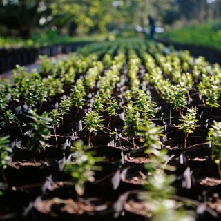 Jalisco será sede del 3er Foro para América Latina y Caribe sobre Bosques Urbanos y Periurbanos