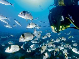 Actualmente menos del 1% de las zonas de alta mar están protegidas sin necesidad de un nuevo tratado. EL INFORMADOR/Archivo