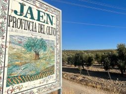 Sequía devasta el "jardín de Europa" y dispara los precios del aceite de oliva