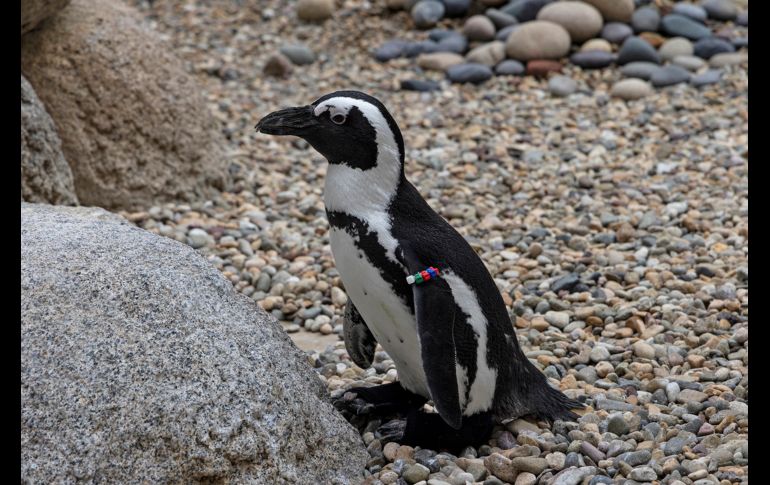 Thera-Paw fabricó un calzado a la medida hecho con hule y neopreno especial para Lucas. AP/San Diego Zoo Wildlife Alliance