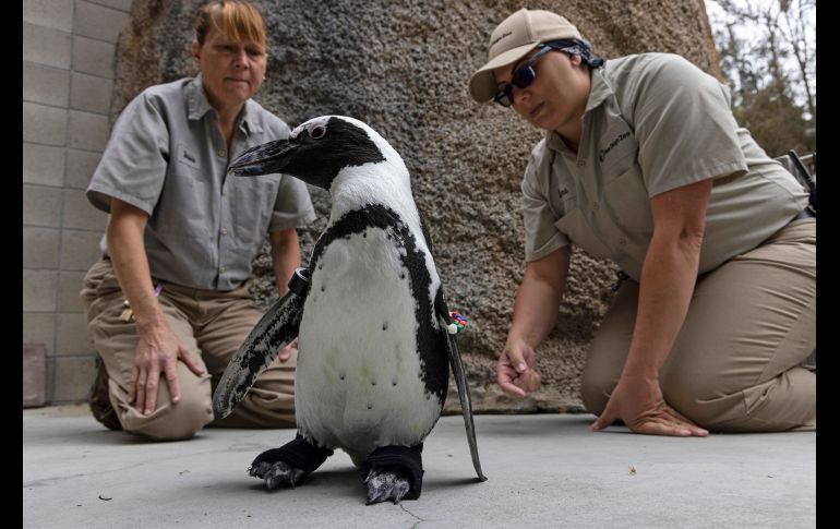 Thera-Paw fabricó un calzado a la medida hecho con hule y neopreno especial para Lucas. AP/San Diego Zoo Wildlife Alliance