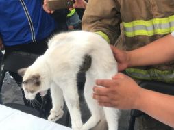 Los sospechosos podrían ser procesados por cazar pájaros, robar gatos o infringir las normas de prevención de enfermedades animales. NOTIMEX/Archivo