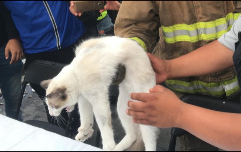 Los sospechosos podrían ser procesados por cazar pájaros, robar gatos o infringir las normas de prevención de enfermedades animales. NOTIMEX/Archivo