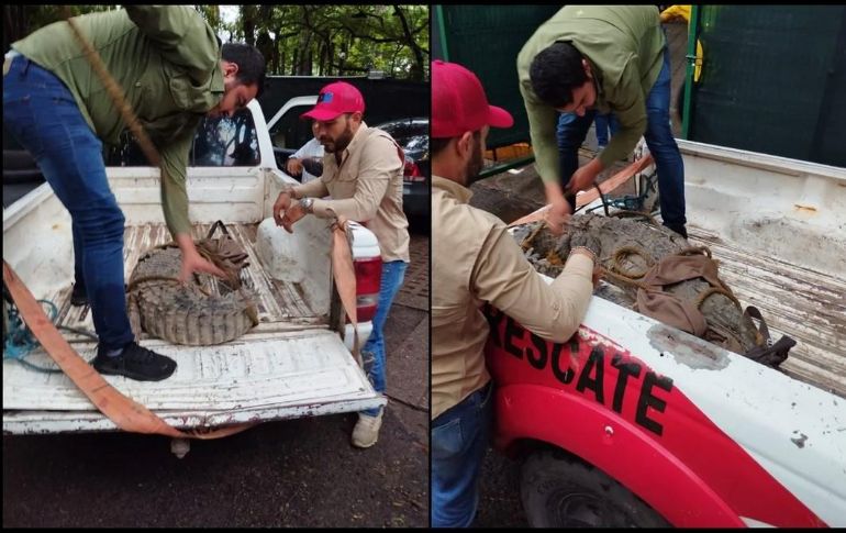 El animal fue atrapado e inmovilizado con cuerdas y trasladado al Zoológico de Culiacán para su observación. SUN/ESPECIAL
