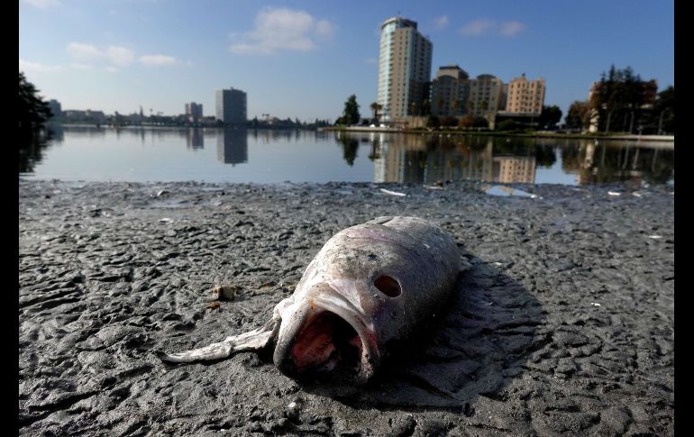 Cuadrillas de trabajadores empezaron a retirar los restos de cangrejos, rayas y diversas especies de peces que han comenzado a acumularse. AFP/J. Sullivan