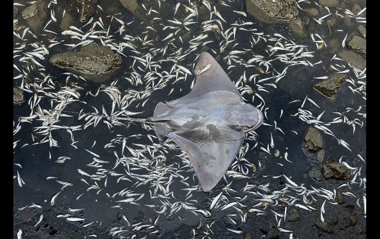 Cuadrillas de trabajadores empezaron a retirar los restos de cangrejos, rayas y diversas especies de peces que han comenzado a acumularse. AFP/J. Sullivan